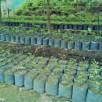 INSEE Cement உலக சுற்றுச்சூழல் தினத்தில் தேசத்தை மறுசீரமைப்பதற்கான அர்ப்பணிப்பினை வலுப்படுத்துகிறது