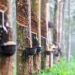 Unleashing the ‘Billion Dollar’ potential of Sri Lanka’s rubber industry By Manoj Udugampola