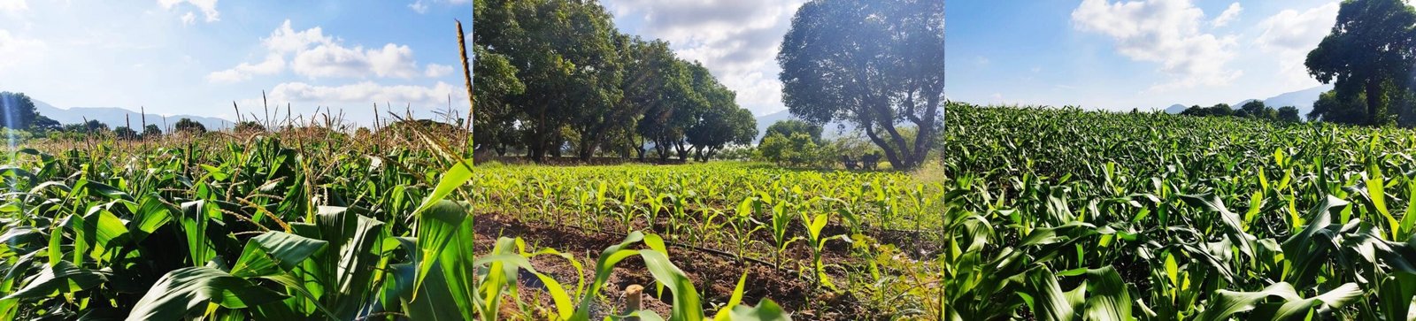 DIMO Plantseeds introduces Veera to further uplift the Dairy Industry in Sri Lanka