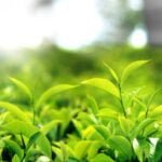 தொழில்துறையின் அழிவைத் தடுக்க அரசு உடனடி ￼நடவடிக்கை எடுக்குமாறு பெருந்தோட்டங்கள் வலியுறுத்து