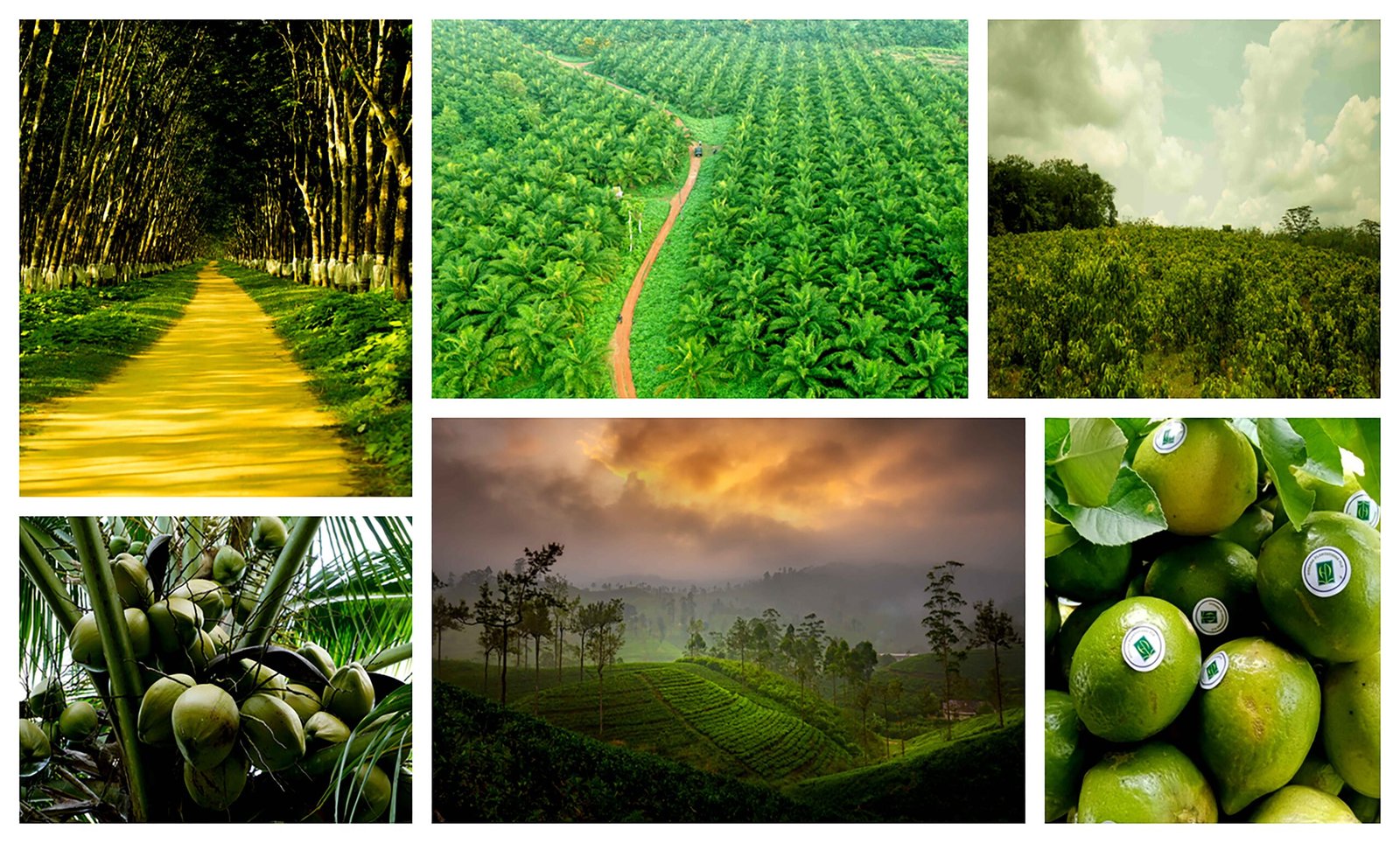 Horana Plantations exploring the frontiers of true diversity in the plantation industry