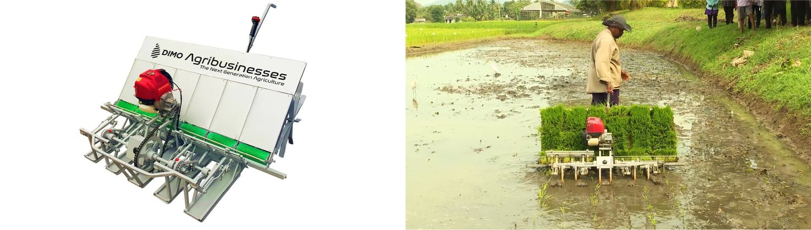 DIMO unveils Pela Batta, the first and only paddy transplanting machine in Sri Lanka to maintain an 8-inch gap between seedling rows
