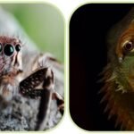 සෙලාන් ටිකිරි වෙතින් WNPS Wild Kids ඡායාරූප තරගයේ ජයග්රාහකයන්ට වටිනා තෑගි