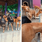 Daraz Donates සමග එක්ව Animal SOS Sri Lanka සත්ත්ව සුබසාධන අරමුදලට දායකවන්න