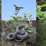 DIMO සිය දායකත්වය  LIFE  නැවත වන වගා ව්‍යාපෘතියට ලබා දීම සාර්ථකව නිම කරයි