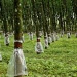 Seeding long-term growth: Pussellawa Plantations lays foundation for next generation tea and rubber