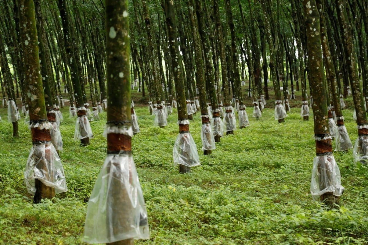 Seeding long-term growth: Pussellawa Plantations lays foundation for next generation tea and rubber