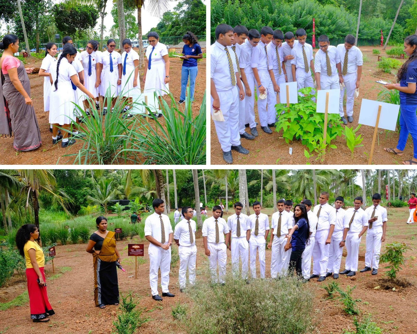 Prásara Commits to take Hela Osu to the Next Generation with the new Herbarium