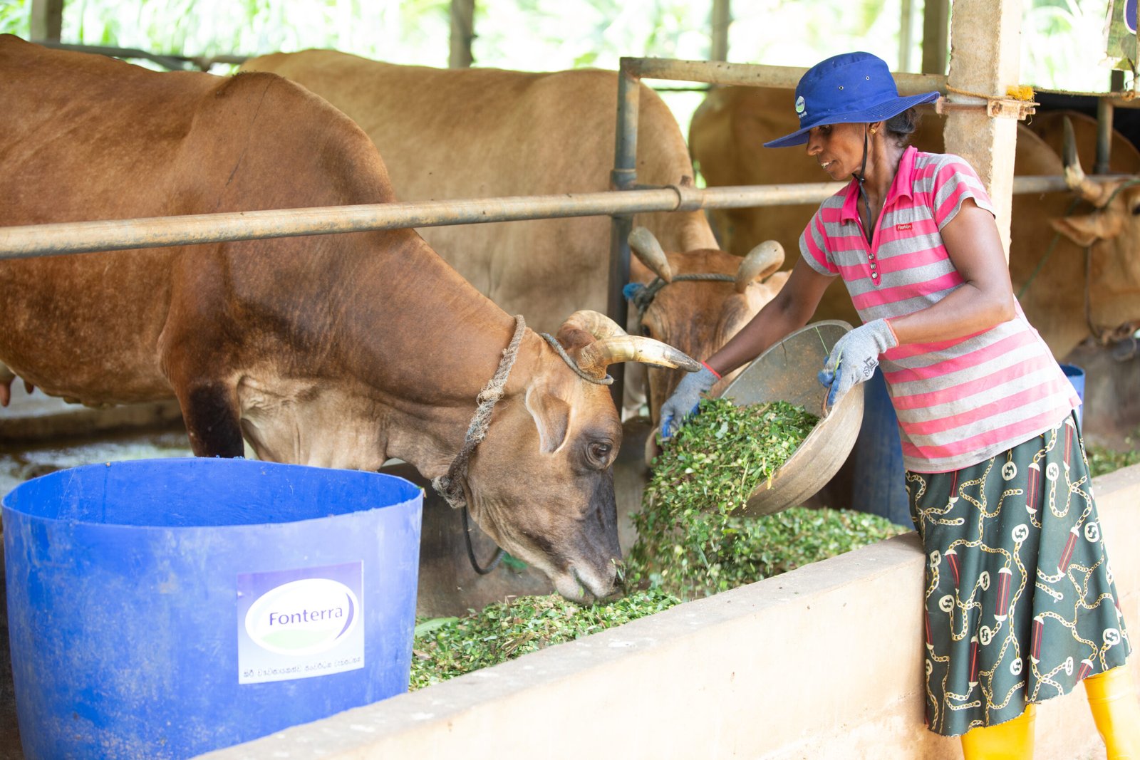 Fonterra’s Farmer Support Programme is Powering the Future of Sri Lanka’s Smallholder Dairy Farmers