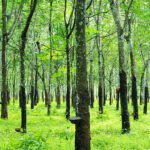 වලයාකාර පත‍්‍ර පුල්ලි රෝගය රබර් වගාවට විශාල තර්ජනයක් බව පාර්ශවකරුවන් පවසයි