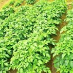 இலங்கையின் விவசாயத் துறையில் சுப்பர் யூரியா பயன்பாட்டுடன் நிலைபேறான நைதரசன் முகாமைத்துவத்துக்கு பவர் வழிகோலியுள்ளது