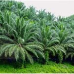 තිරසාර කටුපොල් වගාව තුළින් ශ‍්‍රී ලංකාවේ ග‍්‍රාමීය ආර්ථිකය වෙනසකට ලක් කිරීම