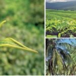 ”අඳුරු වළාවකින් වැසුණු කලාපීය වැවිලි සමාගම්වල සත්යය”