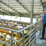 President’s Visit Ignites Ambewela Dairy Farm’s Next Big Leap in Milk Production