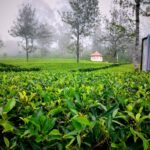 A Sip of History: The Enduring Legacy of Dambatenne Estate