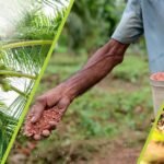 தெங்குச் செய்கையில் அதிக விளைச்சலுக்காக DIMO Agribusinesses இடமிருந்து வெற்றிகரமான தீர்வுகள்