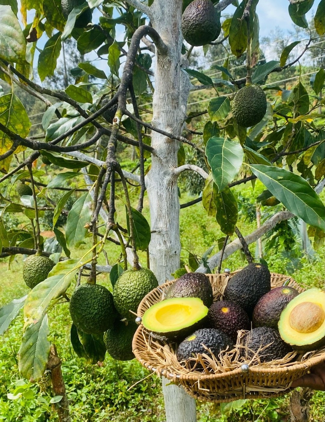 Sarnia Estate – A Timeless Legacy of Beauty and Heritage