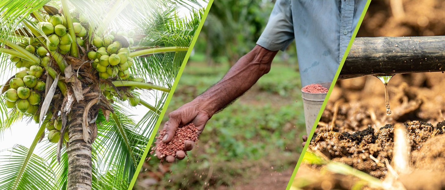 Effective Solutions for Enhancing Coconut Harvests from DIMO Agribusinesses