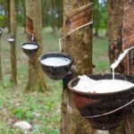 ශ්රී ලංකාව රබර් අපනයනයෙන් උපරිම ඵල නෙලා ගැනීමට නම්