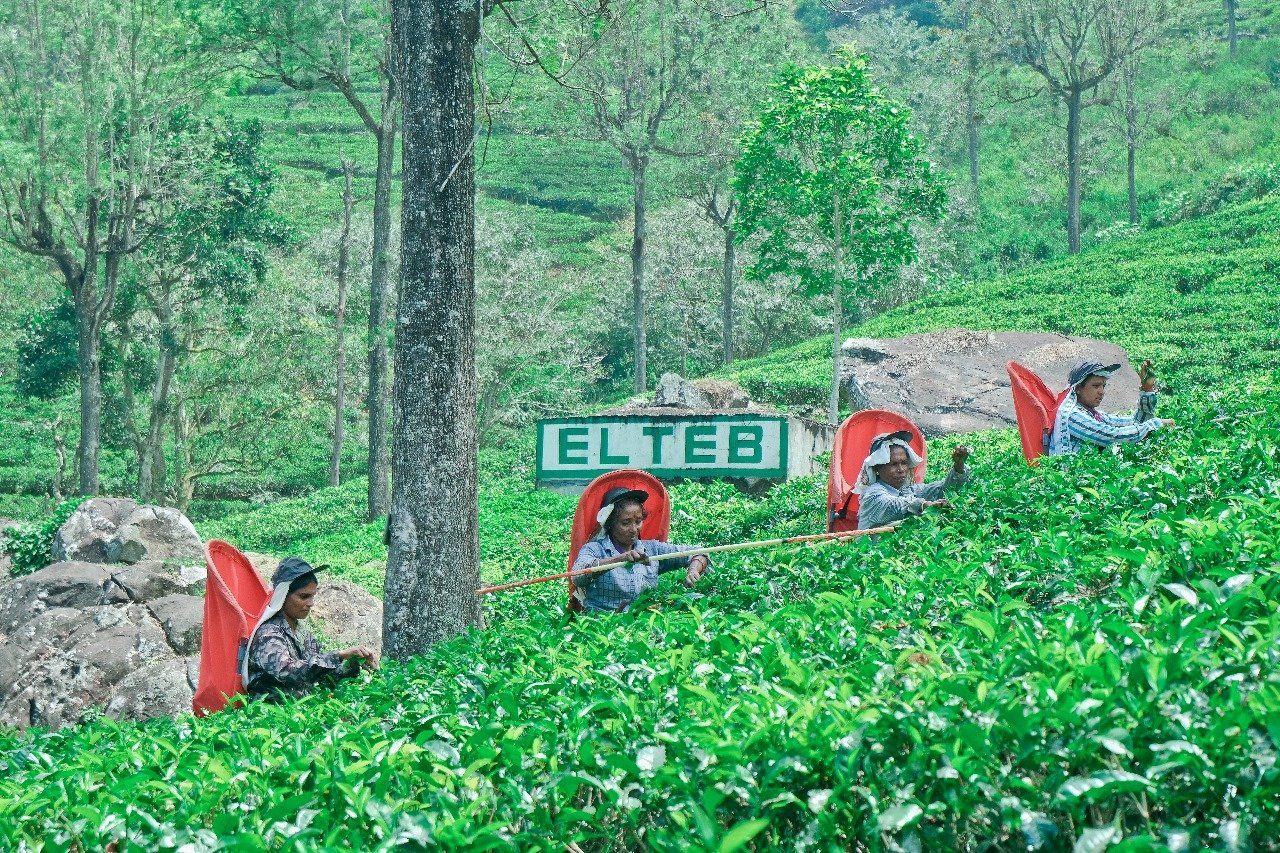 El Teb Estate: A timeless icon of Sri Lanka’s tea legacy