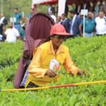 Community Spirit Takes Center Stage at Hayleys Plantations Best Tea Harvester Competition