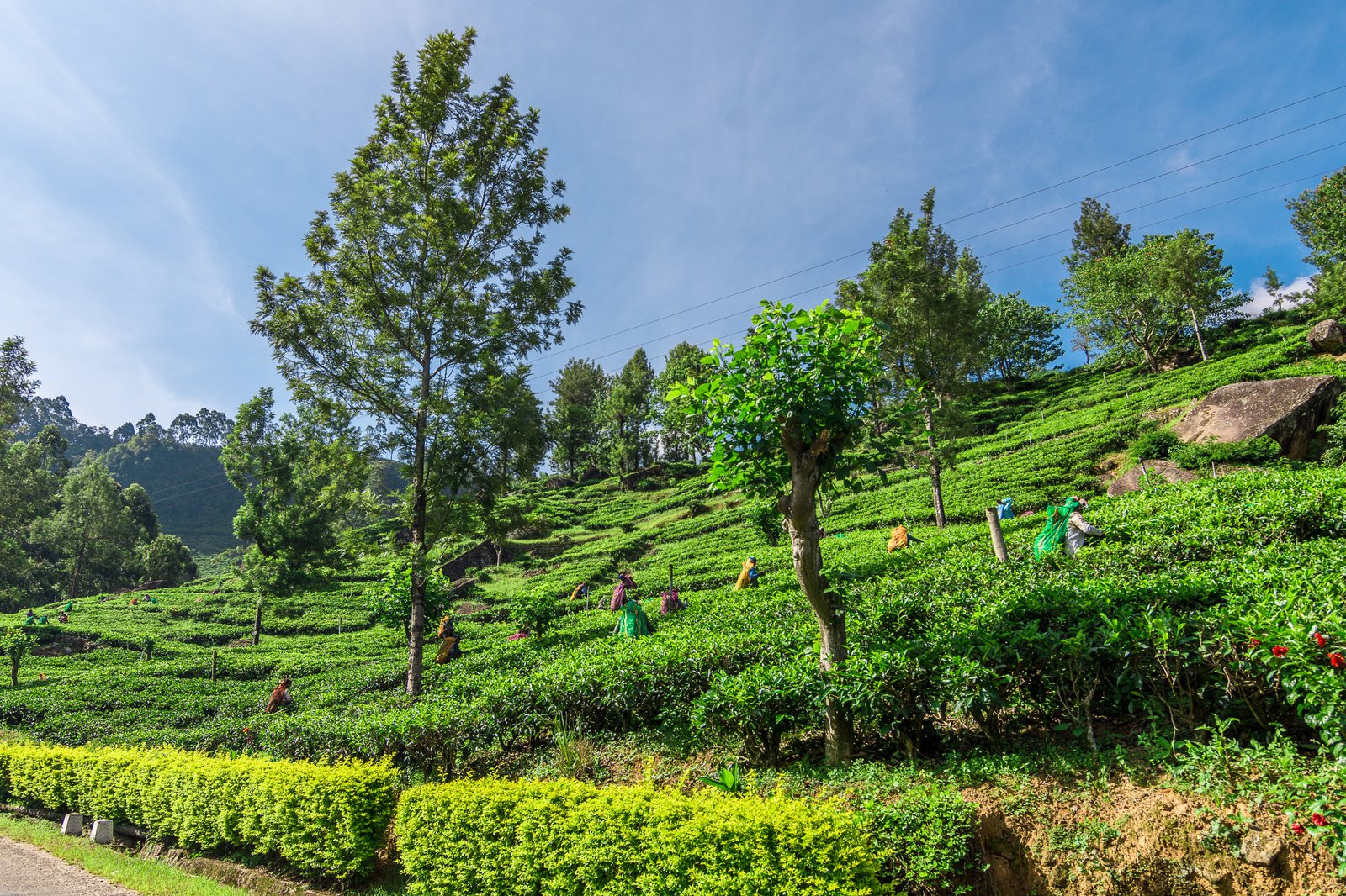 Dunsinane Estate Leading the Way in Tea, Tradition and Sustainability