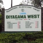 Diyagama West Estate and Its Timeless Legacy of Tea Innovation and Sustainability