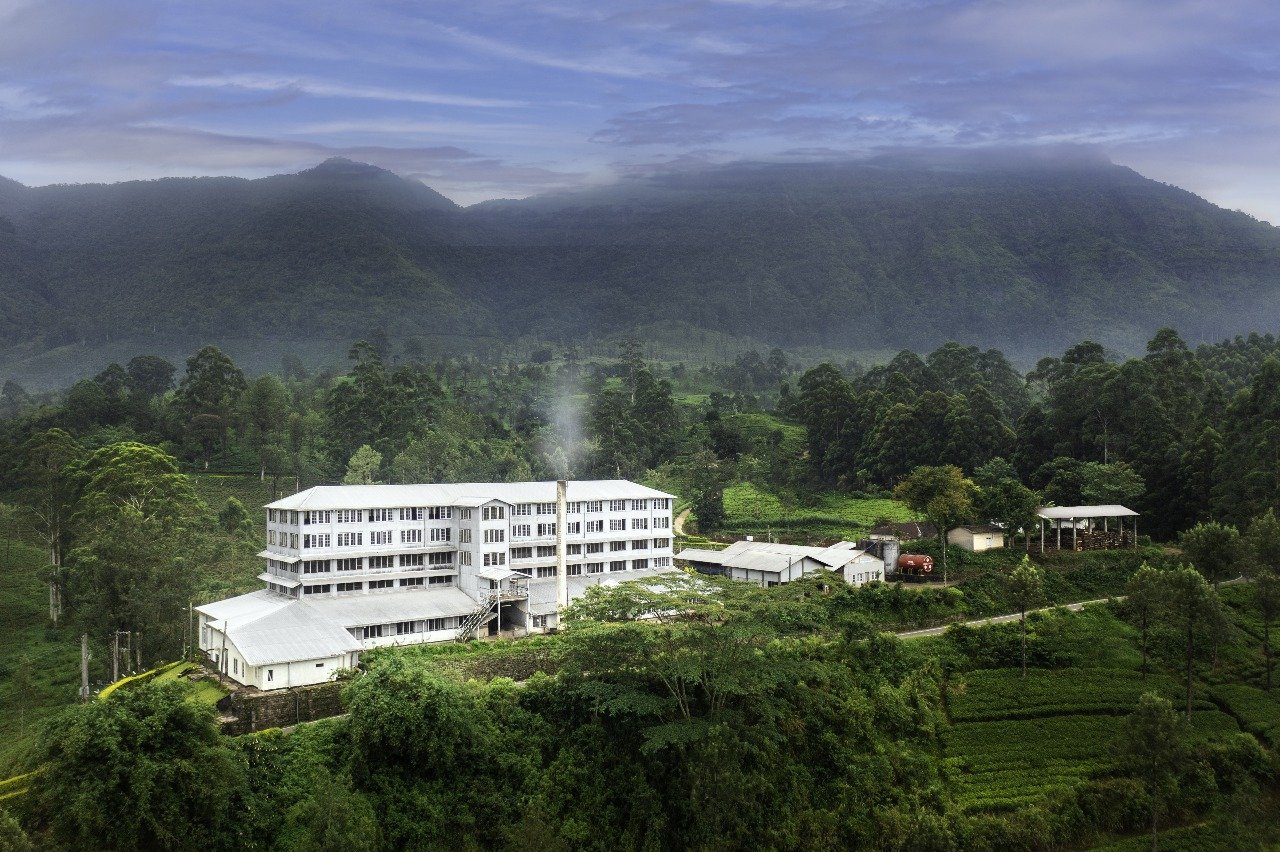 Great Western Estate Pioneering Tea with Purpose