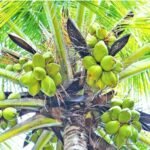 அமெரிக்க ஏற்றுமதிகளுக்கு 20% வரி விகிதத்தை உறுதிசெய்த அரசுக்கு இலங்கை தென்னை கைத்தொழில் சம்மேளனம் நன்றி தெரிவிப்பு