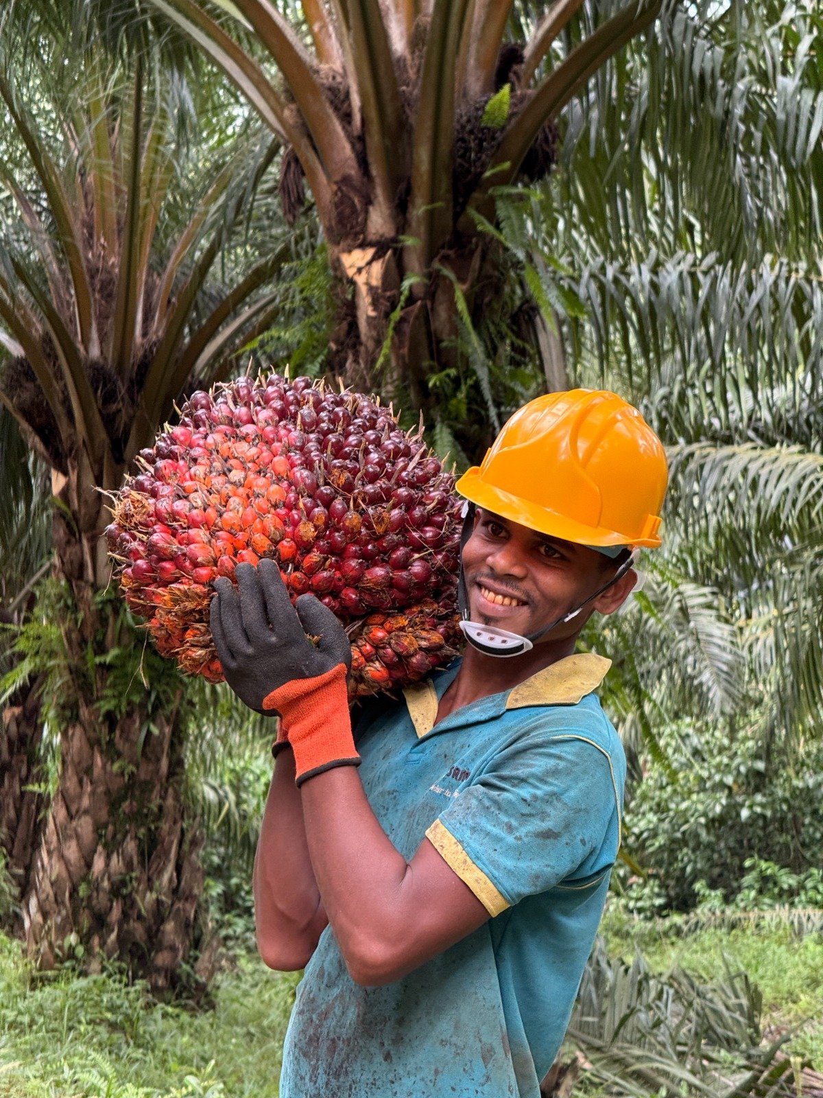 PA Urges Government to Restart Palm Oil Cultivation to Support National Economic Recovery