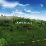 The Story of Labookellie Estate – A Fusion of Traditional Tea Heritage and Futuristic Innovation