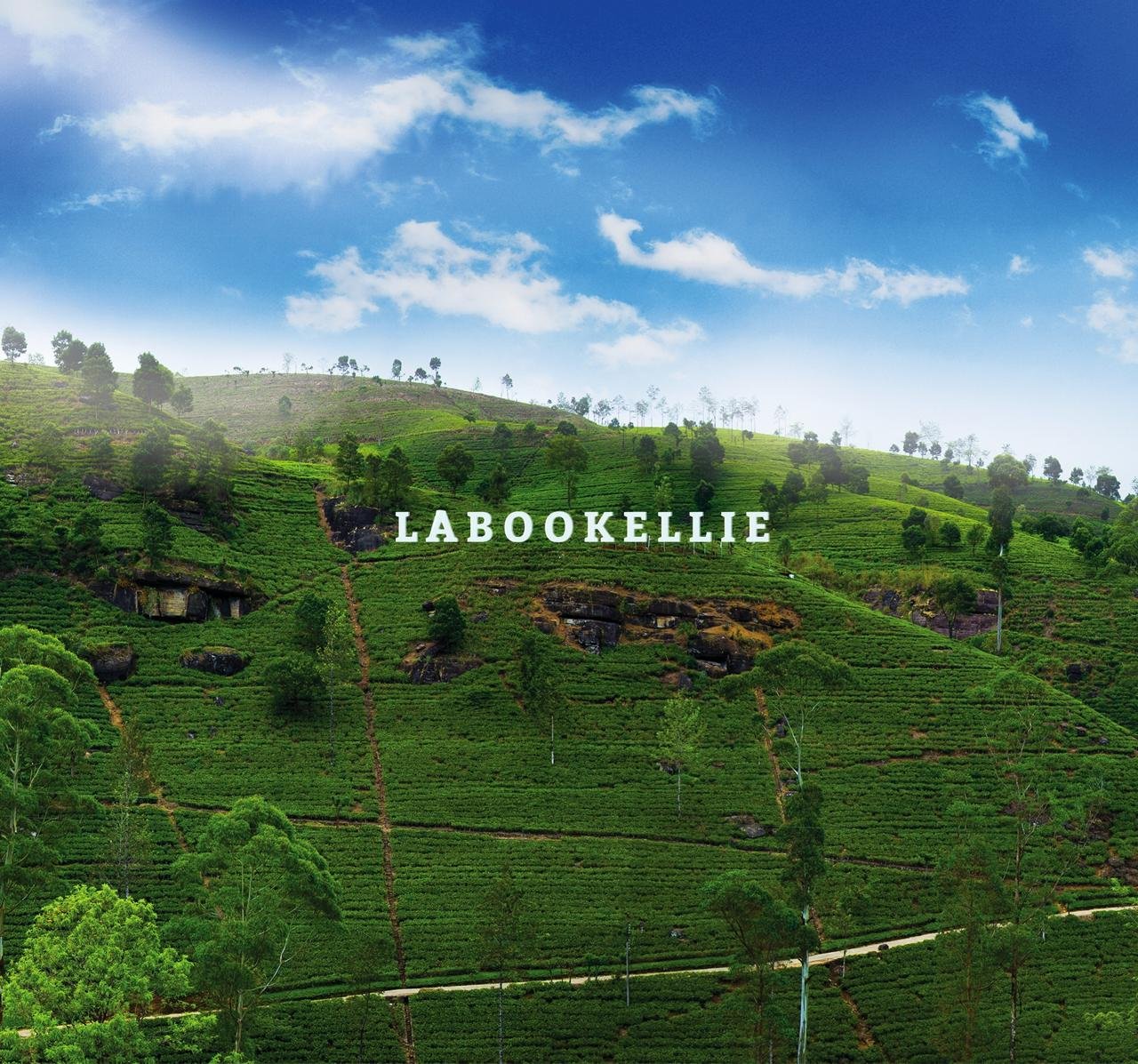 The Story of Labookellie Estate – A Fusion of Traditional Tea Heritage and Futuristic Innovation
