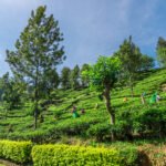 பாரம்பரியம் மற்றும் நிலைத்தன்மையுடன் முன்னேறும் Dunsinane Estate