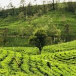 Hayleys Plantations launches Sri Lanka’s first shade-tree carbon credit project under T-SHADE
