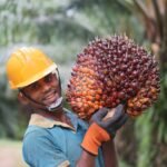 ඩොලර් මිලියන ගණනක ආදායමක් අහිමි කරන පාම් ඔයිල් වගා තහනම ඉවත් කිරීමට හොඳම කාලයයි