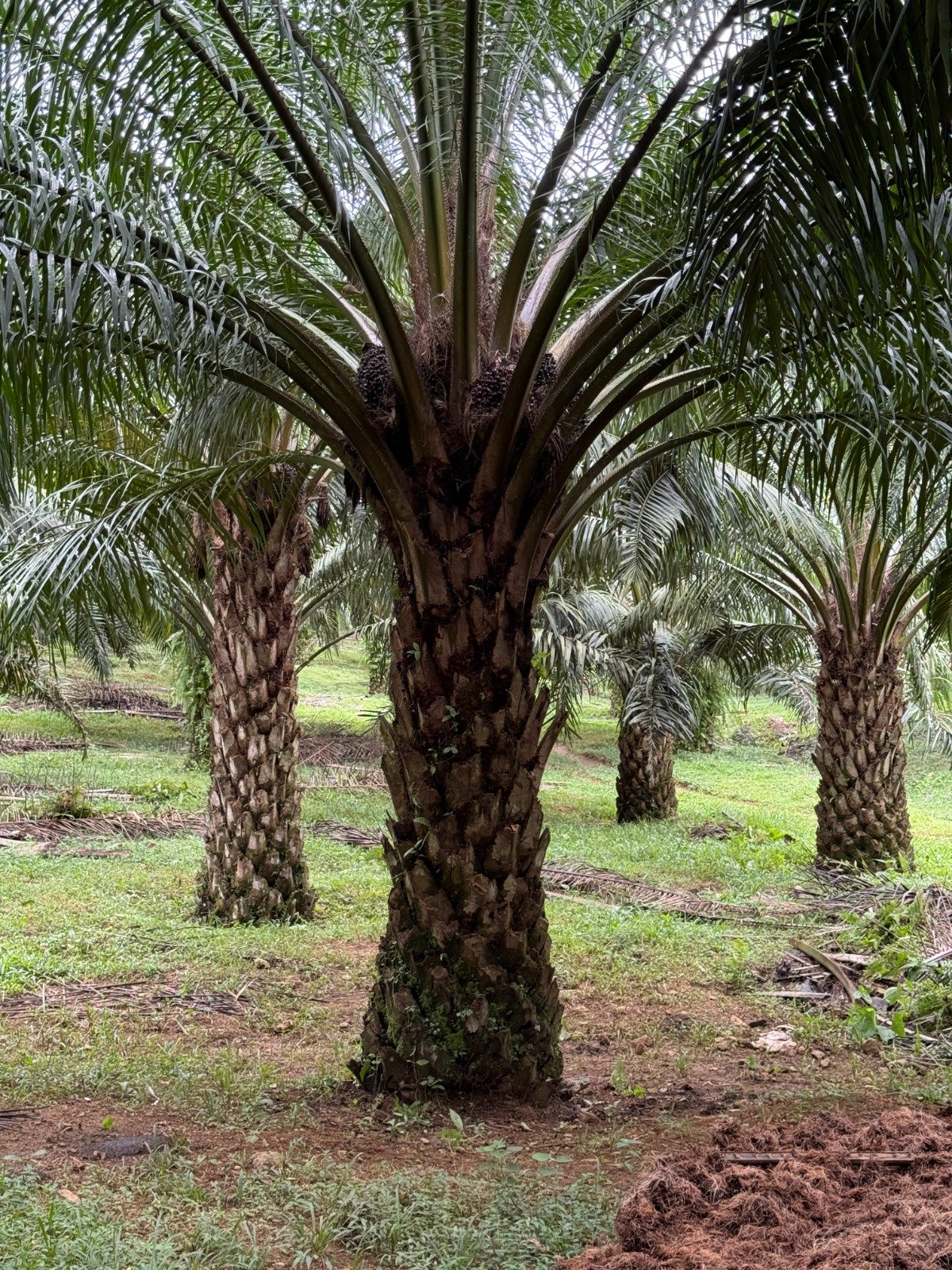 Losing Millions in Silence: Why Sri Lanka Must Lift the Palm Oil Ban Now